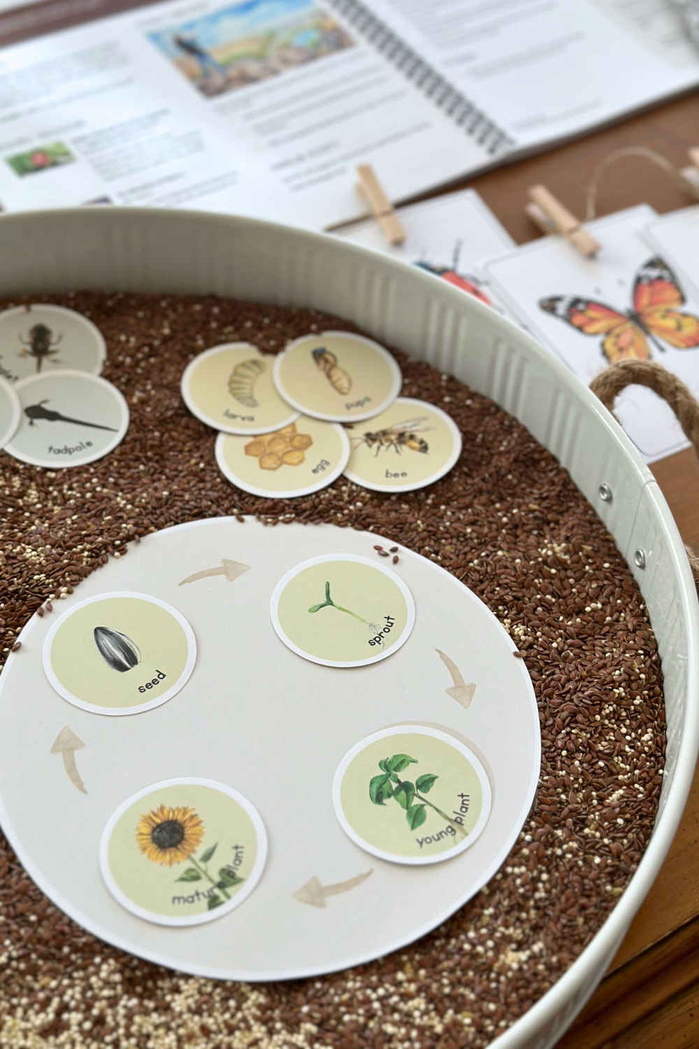Backyard Naturalists Family Unit Study